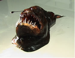 Rarest Fish in the World Humpback-anglerfish