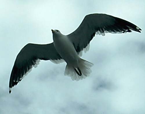 Pide por esa boquita - Página 2 Gaviota