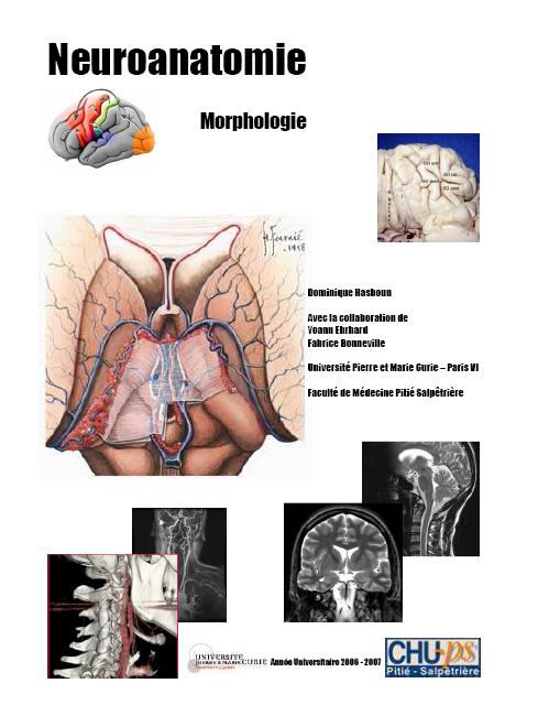 NeuroMorphologie Neuroanatomie%2Bmorphologie