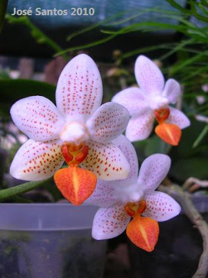 Orquídeas cá dem casa Phalaenopsis_mini_mark
