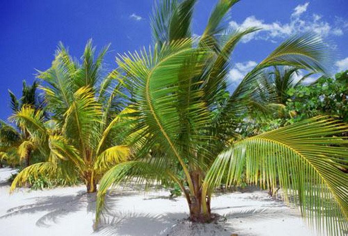 அழகுக்காட்சி பகுதி 02 Sea-palm-trees18