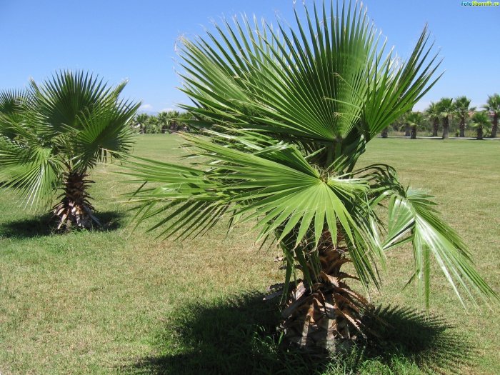 அழகுக்காட்சி பகுதி 02 Sea-palm-trees10