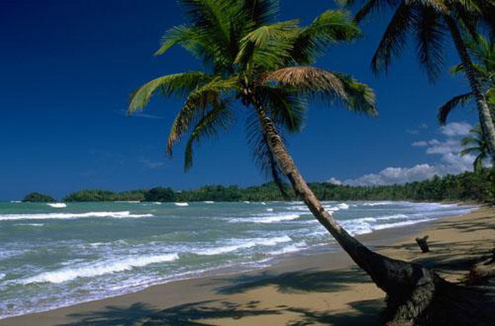 அழகுக்காட்சி பகுதி 02 Sea-palm-trees03