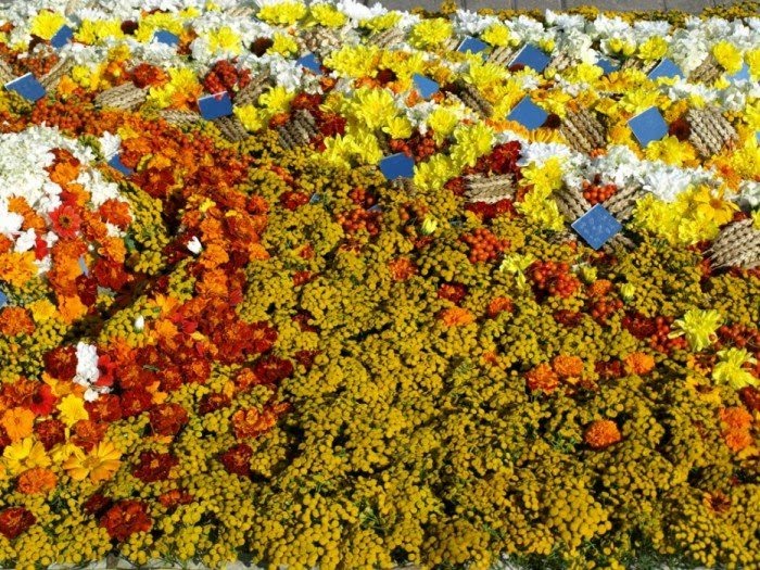 சேனையினை அழகுபடுத்தும் பூக்கள். Flower-carpets-21