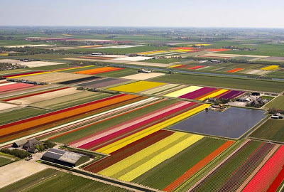 வாவ் மலர்த்தோட்டம் Tulip_fields_22