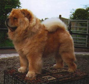 O sonho do meu noivo é um desses..o meu tbm rsrsr  Caes_chow-chow