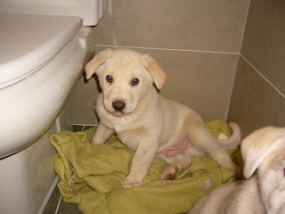 Dos cachorritos que estaban abandonados,, ahora viven en un cuarto de baño SOS urge ayuda para ellos Cacho5