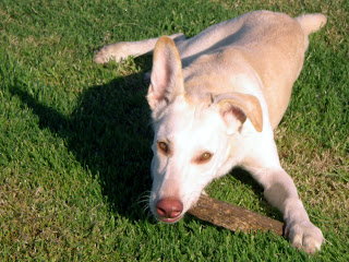 ADOPTADO!!! COCO, cruce de Labrador de 3 añitos - LLEIDA (PE) Coco-PRECI%C3%93S