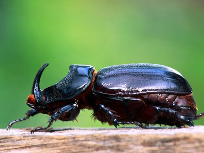 10 Hewan Paling Kuat di Dunia Rhinoceros-beetle_5819_600x450