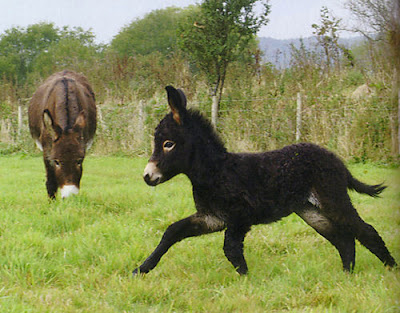 So... You Need a Thread ...Taken 'Care Of'? A little...'holiday' perhaps.  Baby-donkeys