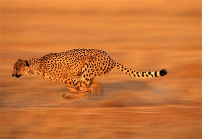 فهد حيوان يجري بسرعة قوية Cheetah-sprinting