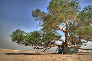 உலகில் உள்ள வித்தியாசமான சில மரங்கள் TREE-OF-LIFE-bahrein