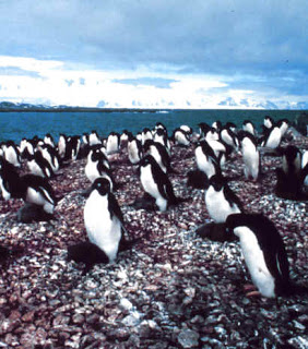 பென்குயின் சில வினோதங்கள்! Rookery