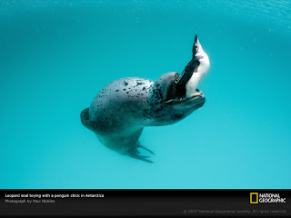 பென்குயின் சில வினோதங்கள்! Leopard-seal-with-penguin-1045588-sw