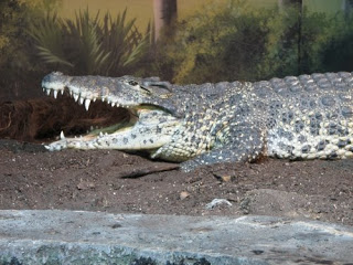 அழியும் தருவாயில் உள்ள பத்து விலங்கினங்கள்  Cuban_Crocodile