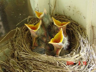 imagenes de pajarillos - Página 2 Baby-birds-picture