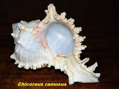 அழகான கடல் சங்குகள் - புகைபடங்கள்  Sea-shells-20