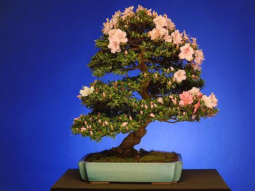 சேனையில் அழகான பூச் செடிகள். Bonsai-tree-16