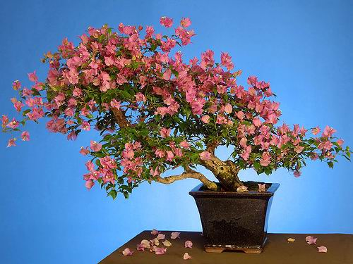 சேனையில் அழகான பூச் செடிகள். Bonsai-tree-03