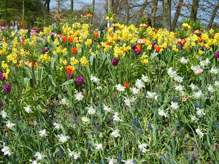 حديقة كوكنهوف أكبر حديقة زهور في العالم Keukenhof, the world's largest flower garden S8300527