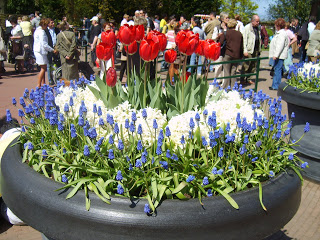 حديقة كوكنهوف أكبر حديقة زهور في العالم Keukenhof, the world's largest flower garden S8300541