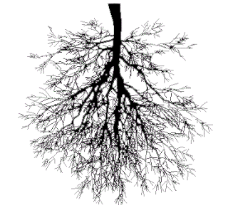 முருங்கை மரத்தில் பூசணிக்காய் Tree-Downside