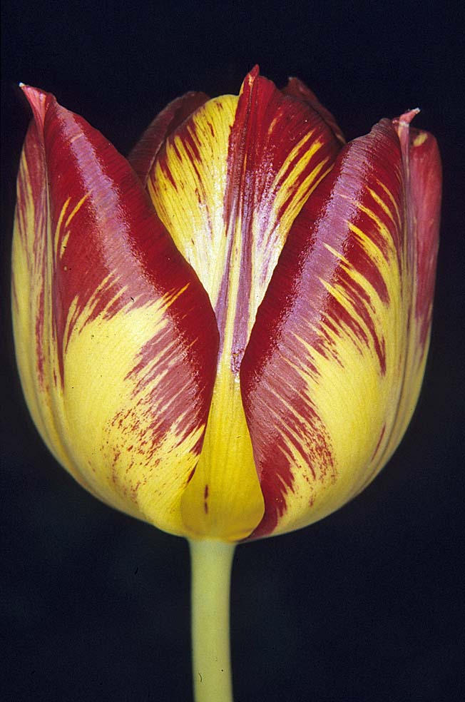 الأبصال المزهرة  Tulip