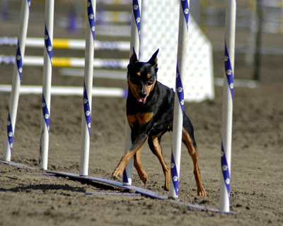 Pinscher miniature Agility142