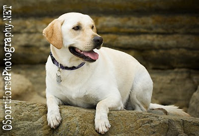 Labradorec (Labrador retriever) YL013YellowLab_SportHorsePhotography