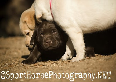 Labradorec (Labrador retriever) Lab1058_SportHorsePhotography