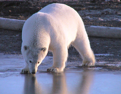 Aurora Boreal- Reise zum Ende der Welt White-bear