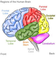 9 Cara Membuat Otak Kamu Berpikir Lebih Cepat Brain_Witelson