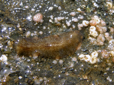 10 Ritual Perkawinan yang Unik di Dunia Hewan Flatworms-1