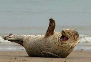 whats Ur expectations from your club in the upcoming season - Page 2 Seal_laughing