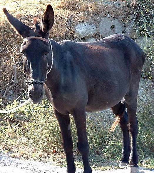 Intermediate - Circling and Countercircling (Aggression) [Completed] Donkey