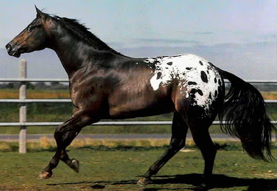 Cours à spi' ^^ Appaloosa