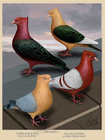 archangel (cinperi) Pigeons-archangels