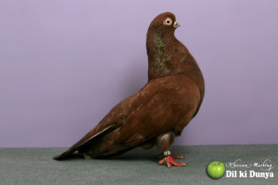 من أجمل أنواع الحمام (لاتنسوا ذكر الله )  Pigeon%2B%252817%2529