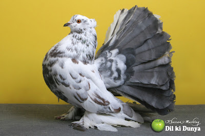 من أجمل أنواع الحمام (لاتنسوا ذكر الله )  Pigeon%2B%252829%2529