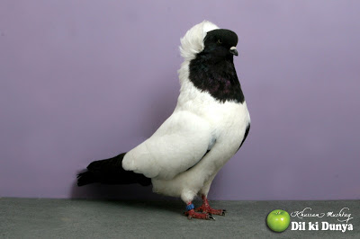 من أجمل أنواع الحمام (لاتنسوا ذكر الله )  Pigeon%2B%252840%2529