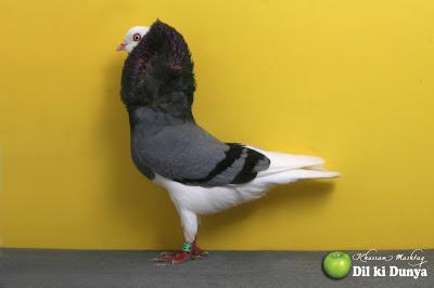 من أجمل أنواع الحمام (لاتنسوا ذكر الله )  Pigeon%2B%252841%2529