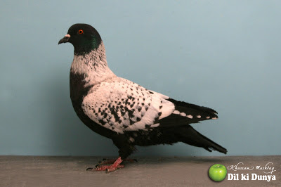 من أجمل أنواع الحمام (لاتنسوا ذكر الله )  Pigeon%2B%252856%2529