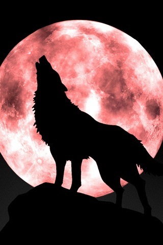 Penguin vs Spiders vs Wolves Howling_Wolf_Moon