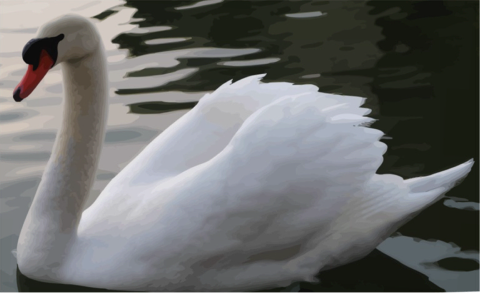 El único animal que le canta a la muerte Cisne