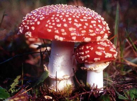 ABAIXO O CAIXÃO - NÃO ABAIXE Amanita-muscaria