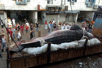 இராட்சத வெண் சுறா (Great White Shark) Whale-shark-slaughtered