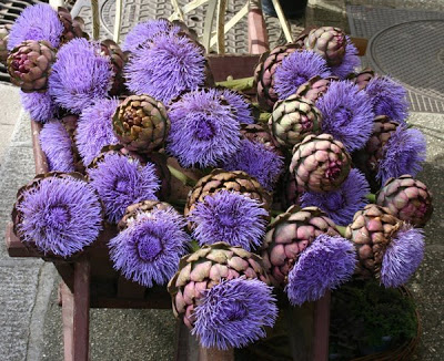 زهرة جميلة جدااااااااااا بس للأسف كلنا بنحب ناكلها  Artichoke-flowers-600