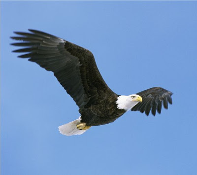 10 Hewan Terkuat di Dunia Eagle_flying