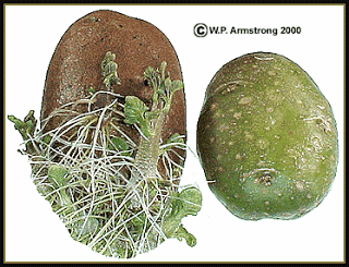 உருளைகிழங்கிலும் நஞ்சுண்டு Green%2520sprouted%2520potatoes