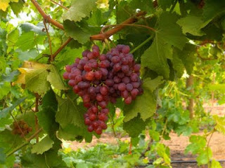 அதிகம் பழங்கள் சாப்பிடுங்கள் Grapes-cut-high-Blood-Pressure-risk